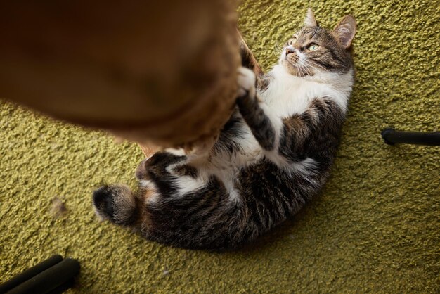 흥분한 표정으로 고양이 나무를 긁는 고양이