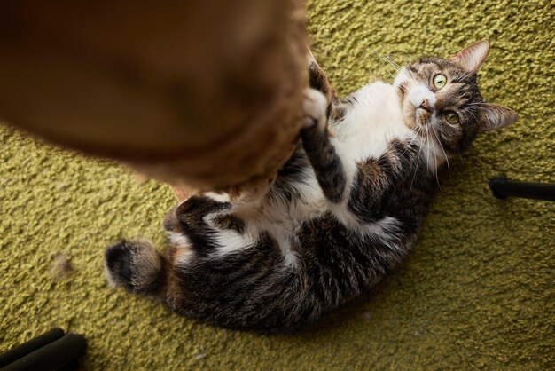 흥분한 표정으로 고양이 나무를 긁는 고양이