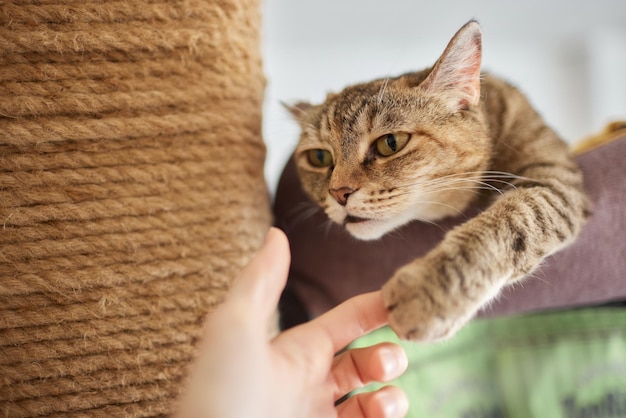 Cat scratching a cat tree looking excited