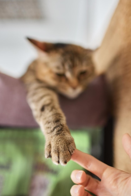 흥분한 표정으로 고양이 나무를 긁는 고양이