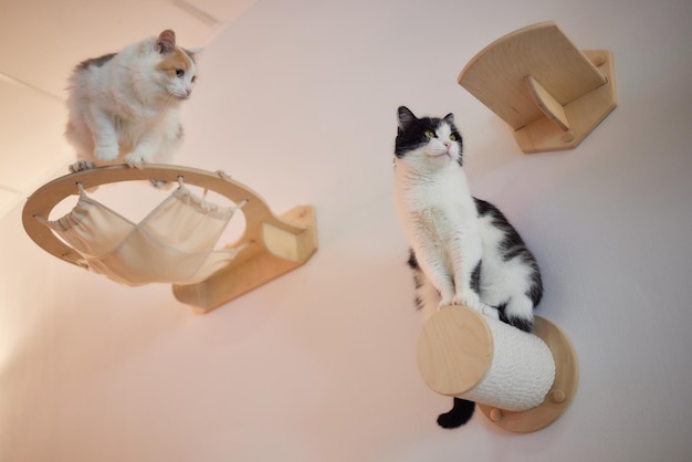 Cat scratching post wall mounted in modern room for pet on white wall stylish decoration for cat own