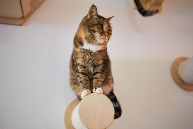 Cat scratching post wall mounted in modern room for pet on white wall stylish decoration for cat owner with copy space