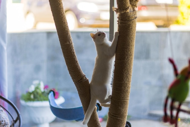 Cat scratchingclaws on the scratching post against the\
background of the window