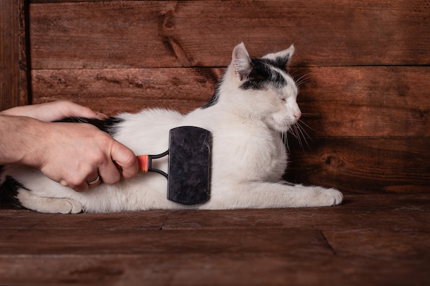 Cat scrubber Hands remove excess hair from the cat