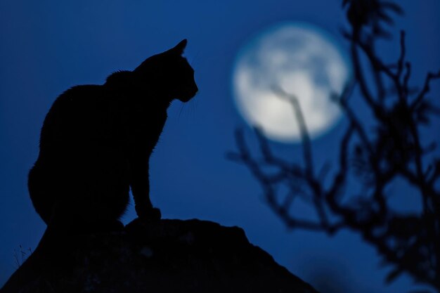 A cat seen from behind gazes at the moon in anticipation of nocturnal hunting