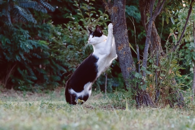 cat sharpens its claws on a tree.