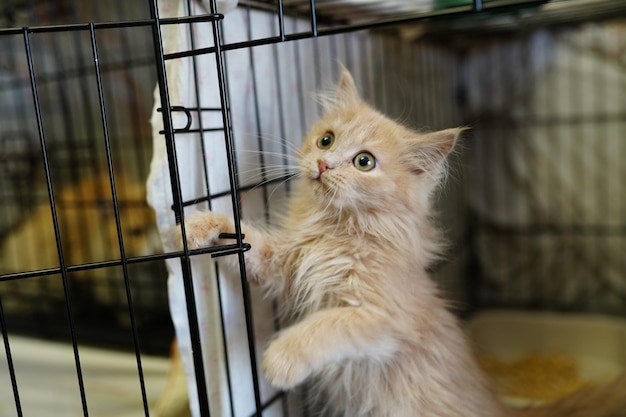 A cat in a shelter. Ordinary cats from the street caught in the shelter