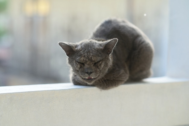 고양이 아픈 나병 피부 문제