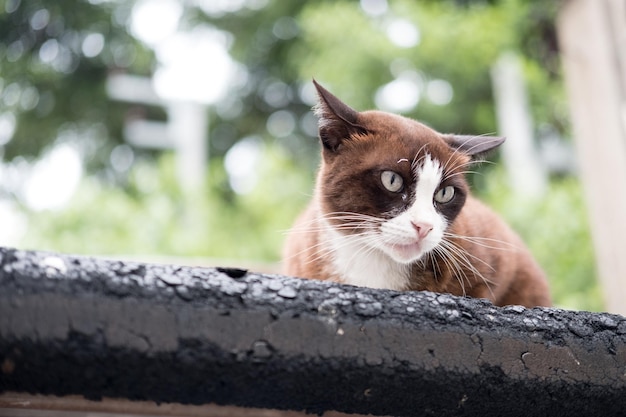 A cat siitting on the roof