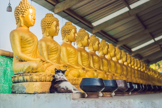 고양이는 부처상, 태국, 아시아의 금불상 배경에 앉아 있습니다.