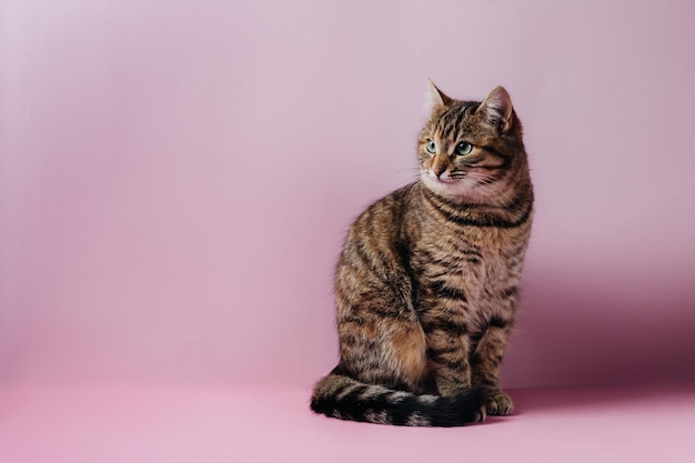 猫は背景に座ってカメラを見ます