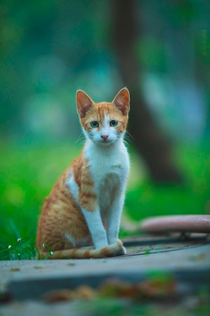 고양이 한 마리가 풀밭에 있는 벤치에 앉아 있습니다.