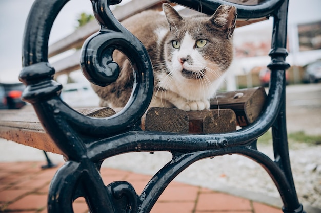 A cat sits on a bench outside on a brick sidewalk.