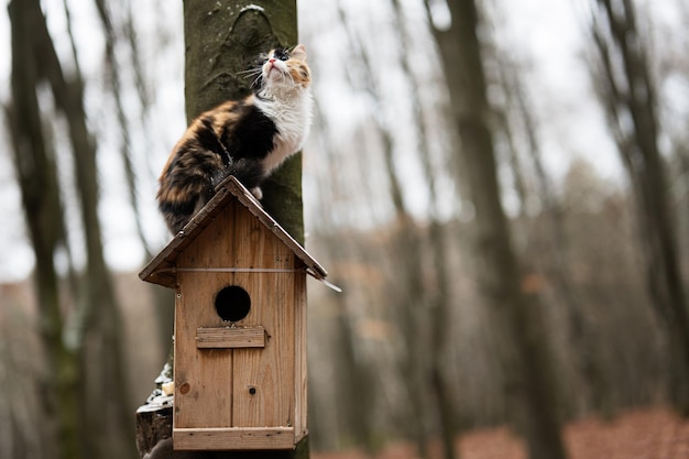 Cat sits on a birdhouse in the forest