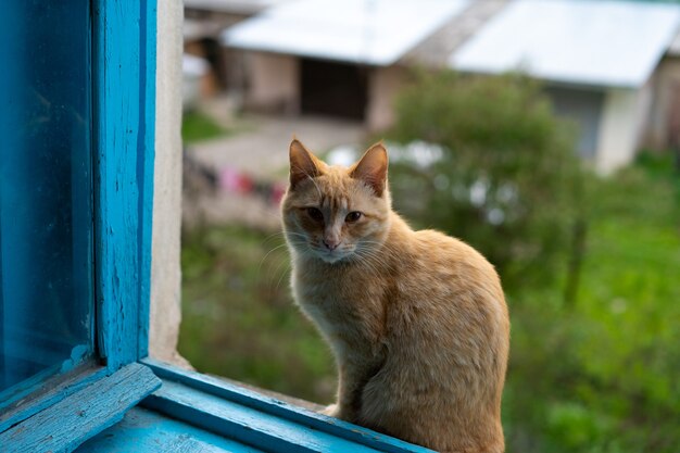 猫は開いているウィンドウのそばに座っています