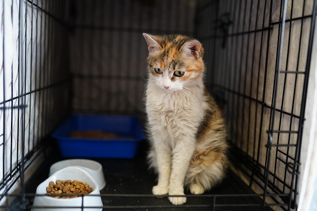 A cat sits in a cage with a bowl of food in it.