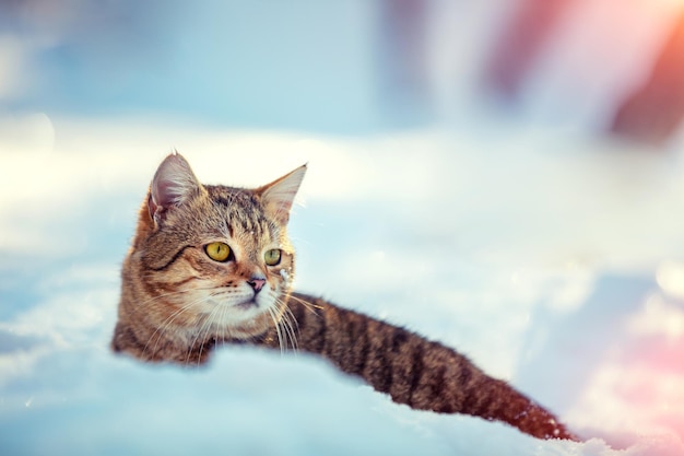 Cat sits in deep snow on a snowy field on a sunny winter day