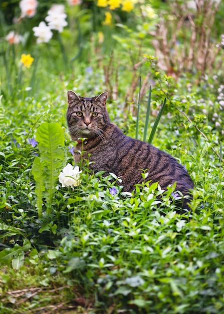 A cat sits in a field of flowers and looks at the camera