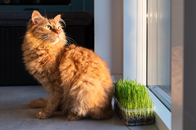 猫は部屋の床に座って窓の外を見ている