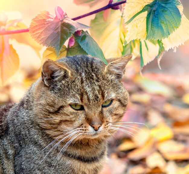 The cat sits in the garden near the vine