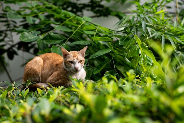 A cat sits in a garden surrounded by plants.