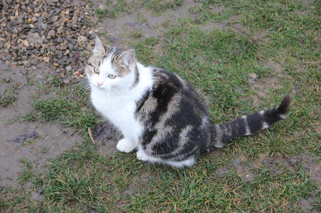 猫が草の上に座ってカメラを見つめています。