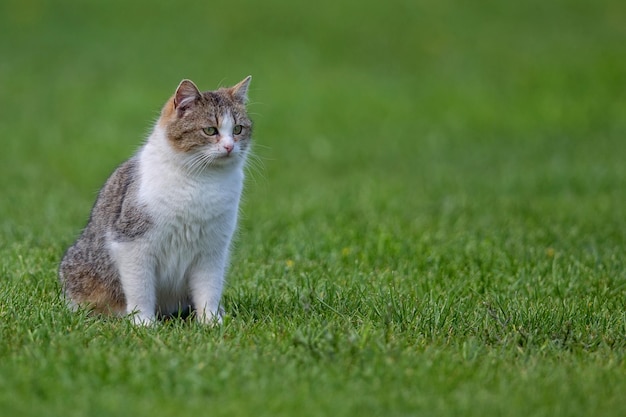 a cat sits in the grass with the words  cat  on it