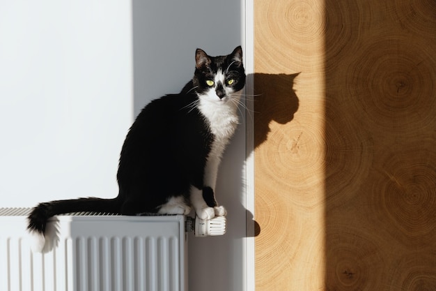 The cat sits on a heating radiator near the wall.