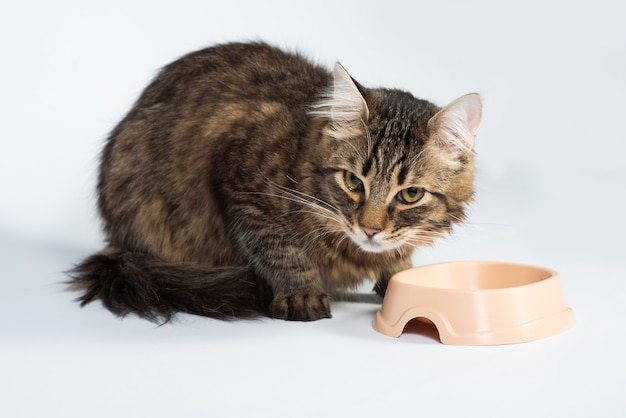 Il gatto si siede accanto alla sua ciotola del cibo, su uno sfondo bianco