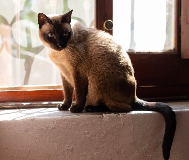 A cat sits on a ledge in front of a window.