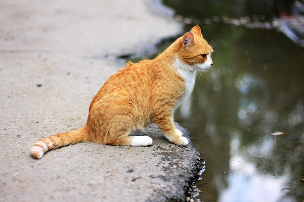 A cat sits on a ledge looking at the water.