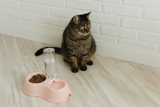 고양이는 건조한 음식과 물이 있는 그 근처에 앉아 있다.