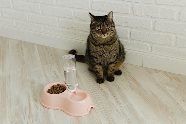 Cat sits near a bowl with dry food and water Domestic cat food concept