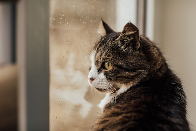 A cat sits near window. raindrops on the window pane.