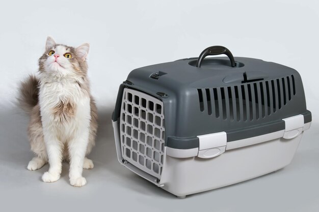 猫がペットキャリヤーの隣に座っている