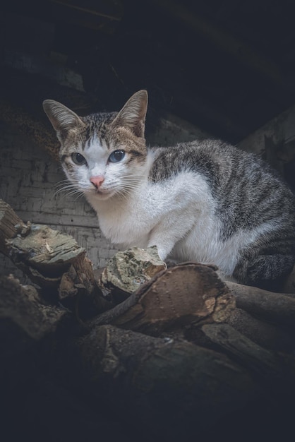 木の山の上に猫が座っています。