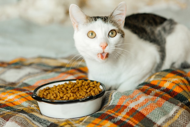 The cat sits on a plaid and eat from a bowl, a funny cat with a tongue