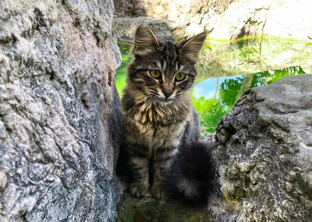 Foto un gatto si siede in una pozza d'acqua.