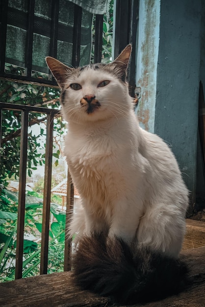 고양이 한 마리가 쿠바의 식민지 시대 집 현관에 앉아 있습니다.