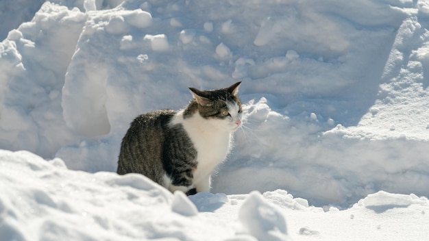 A cat sits in the snow in front of a house.