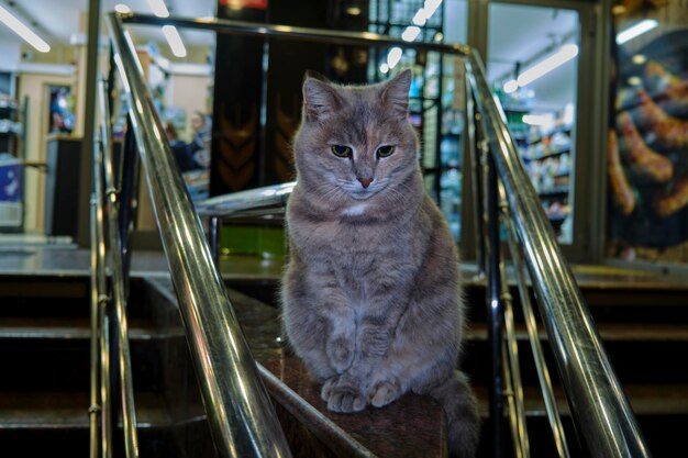 The cat sits on the steps of the store