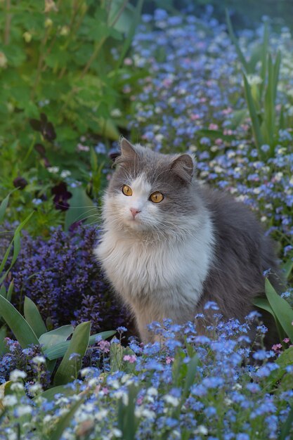 Cat sits in a summer garden among blue flowers