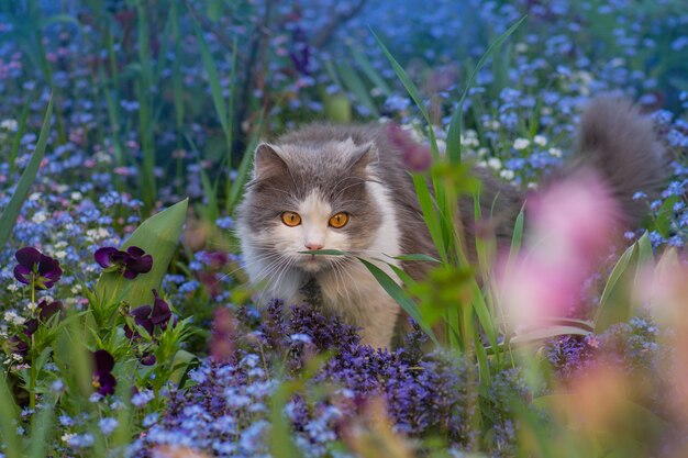 Cat sits in a summer  garden among blue forgetmenot flowers