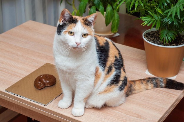 A cat sits on a table next to fake excrement in the form of a curl