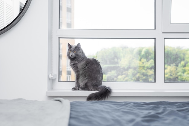 Foto un gatto si siede su un davanzale della finestra guardando fuori da una finestra