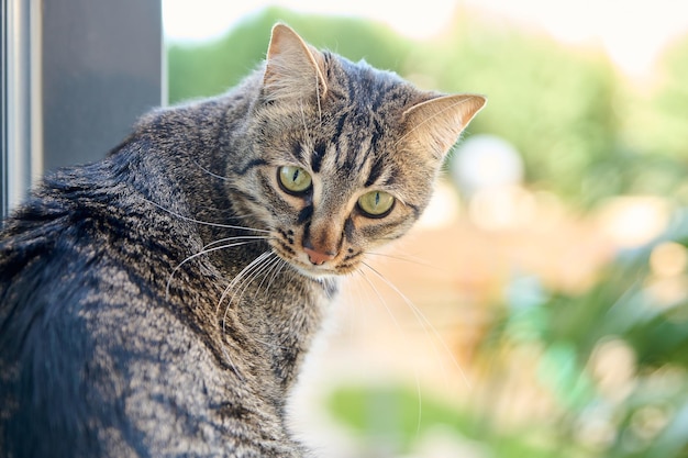 A cat sits on a window sill.