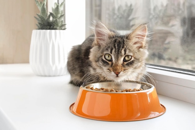 고양이는 창턱에 앉아서 건사료를 먹습니다. 주황색 그릇에서 먹는 얼룩 고양이. 확대. 작은