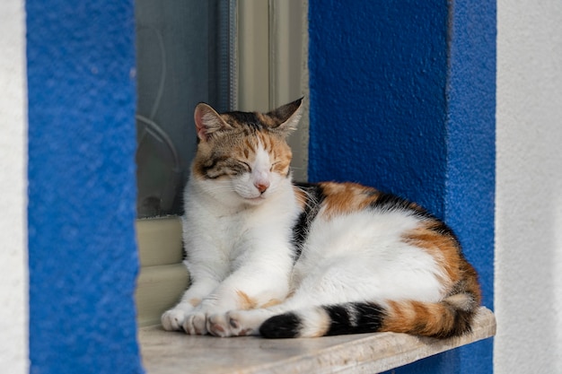 A cat sits on a windowsill near sea in the resort town of Bodrum, Turkey. Close up