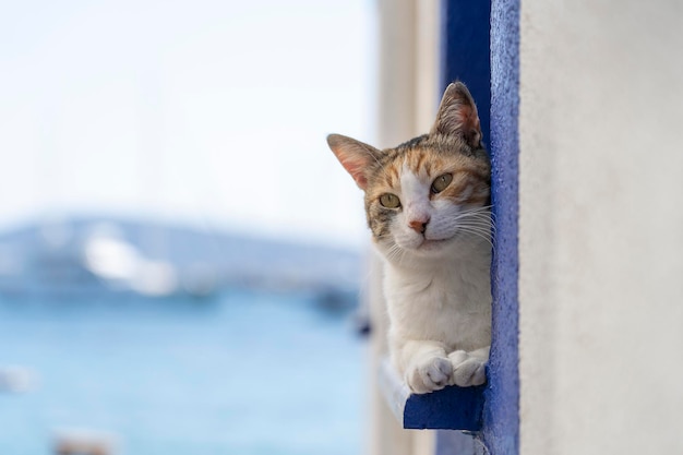 A cat sits on a windowsill near sea in the resort town of Bodrum Turkey