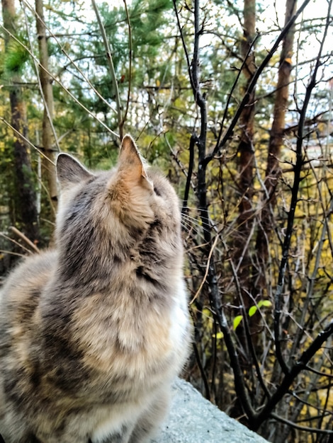 the cat sits with its back